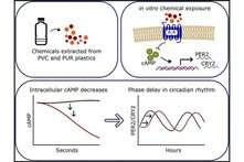 Graphical abstract of the publication