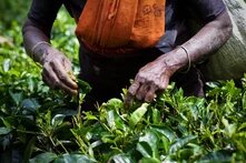 Hands of a woman working on a field